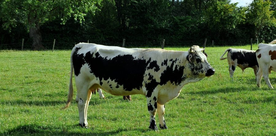 Doreen DE 1082477235