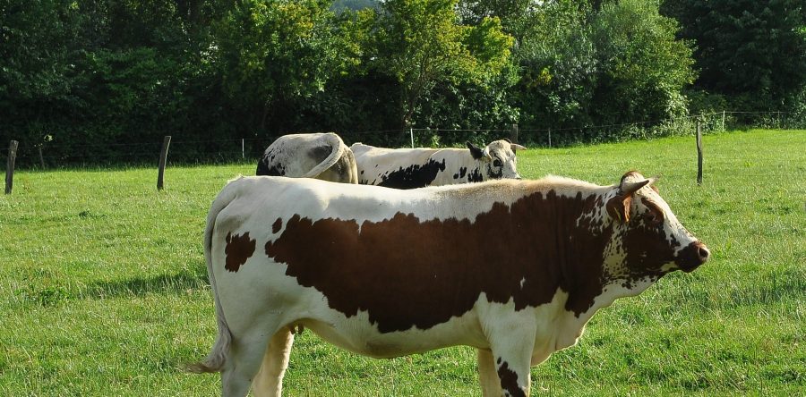 Dassina DE 1082477252