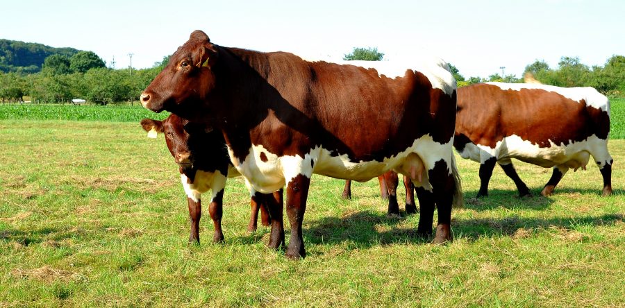 Zenja P DE 1082477238