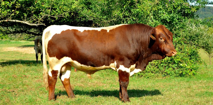 Harko P DE 0893183764