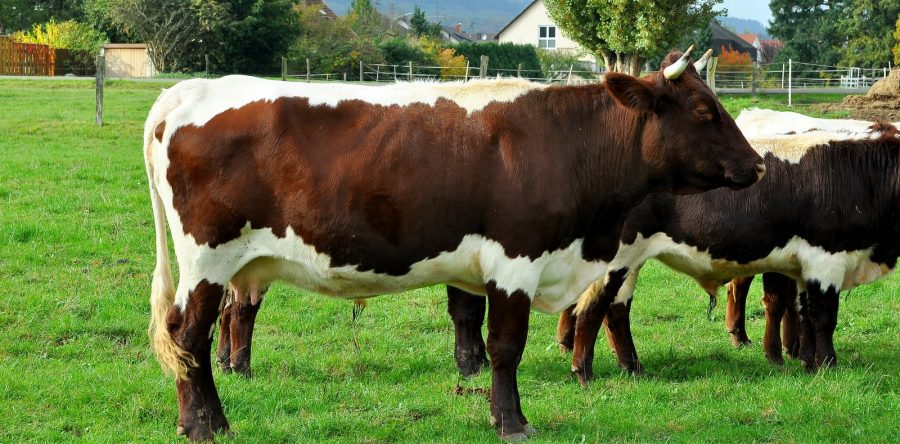 Sandrine DE 1082477243