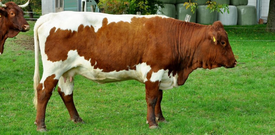 Exana P DE 0537978163