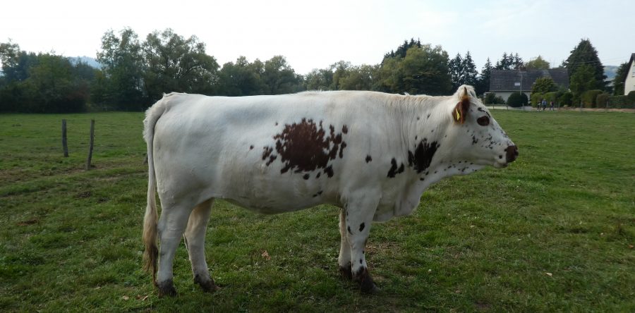 Lindsey DE 1082552067