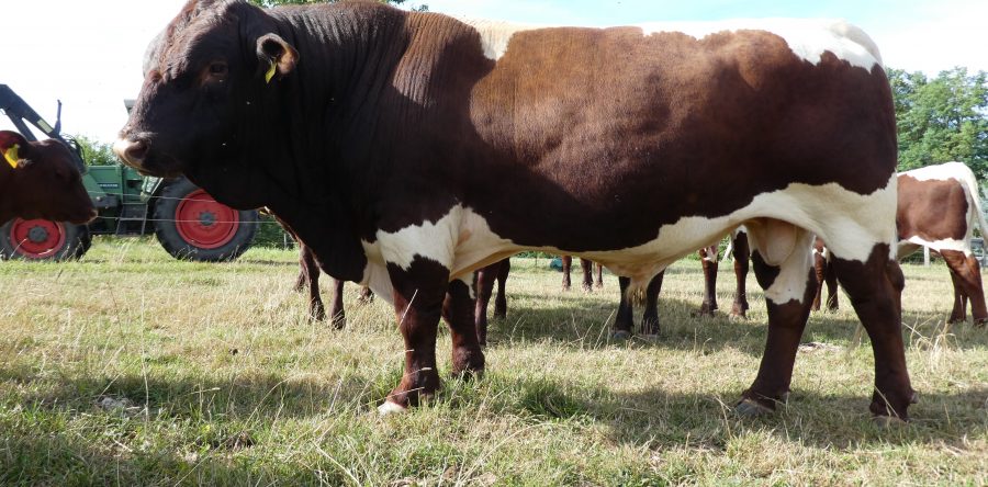 Alois Pp DE 0893261473