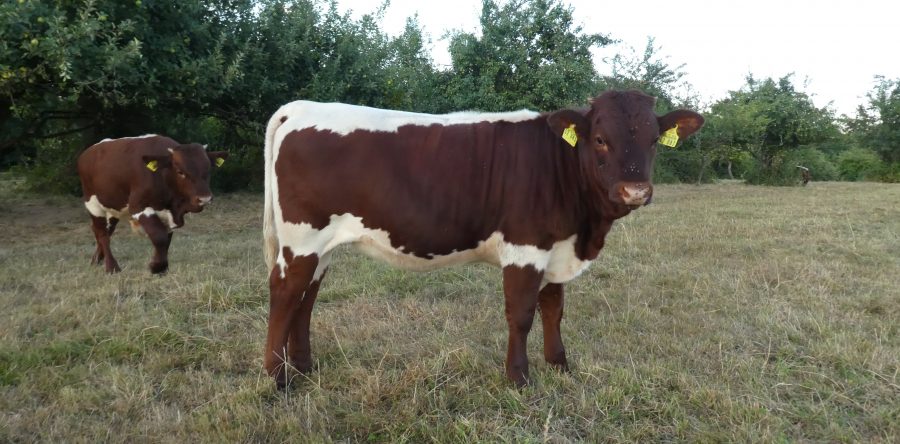 Skardina DE 1082552083