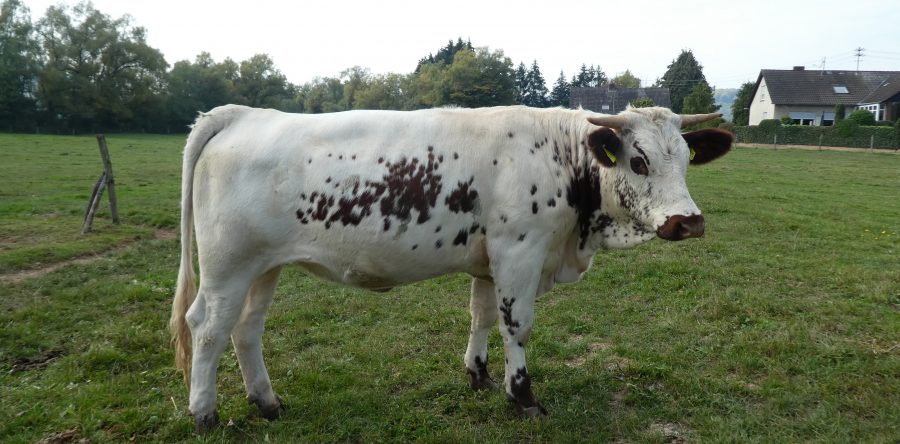 Nessaja DE 1082552071