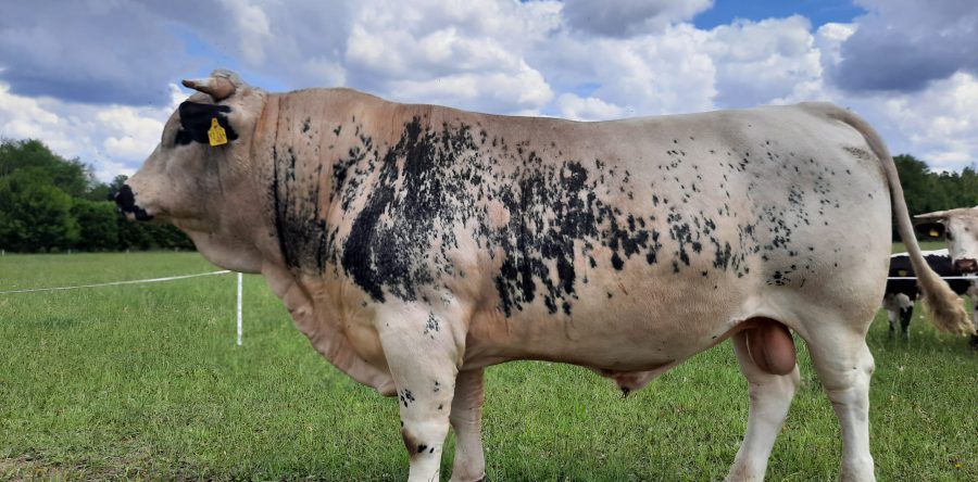 Faun DE 07 706 92264